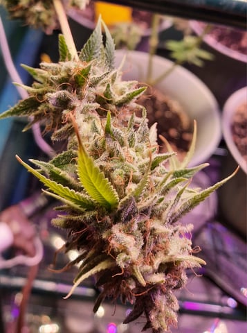 missing pieces — flower, day 140