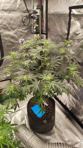 Beans For Days run — flower, day 52