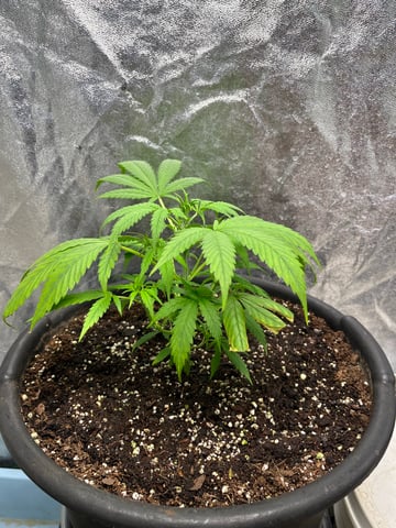 Lavender and Anesthesia Auto — vegetative, day 47