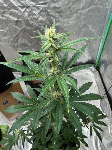 white runtz auto flower — flower, day 43