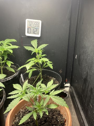 CMA  — vegetative, day 24