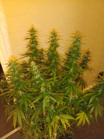 mr — flower, day 89