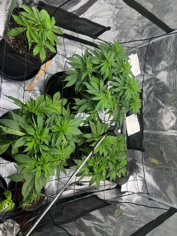 2025-26 harvest INDOOR — flower, day 85