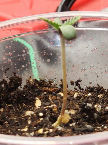 HE1E we GROW  — germination, day 27