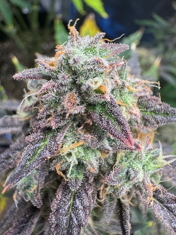 wedding cake auto FIRST GROW! — flower, day 71