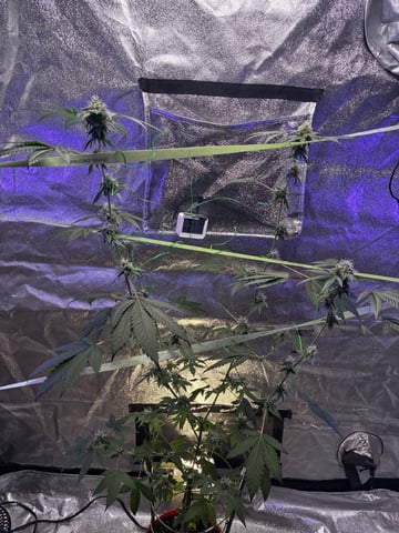 I Dont Know What Kind It Is Lol — flower, day 26