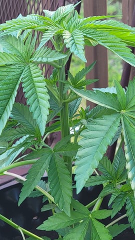   odog grow  — vegetative, day 1