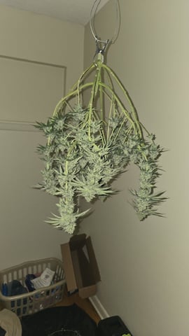  1 Blue Zushi x Venom & 1 Jack Here x Strawberry Cookies OG — harvest, day 97