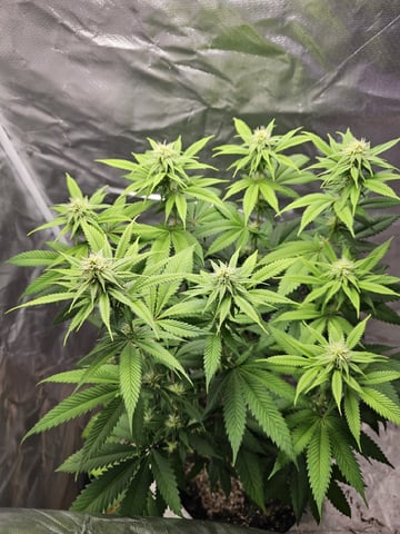 Jenny Kush photoperiod — flower, day 110