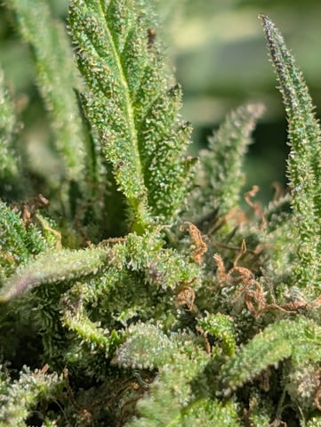 first whirl — flower, day 127