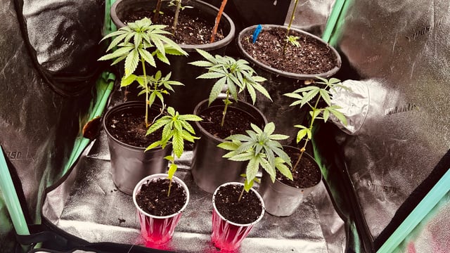 first indoor tent grow — vegetative, day 44