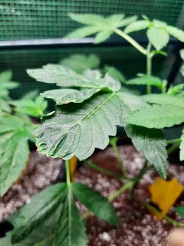 Blackberry kush — seedling_rooting, day 36