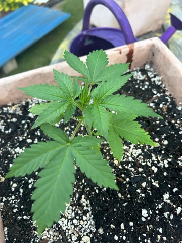 White Widow Twins — vegetative, day 26