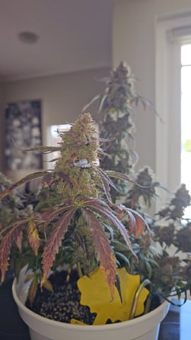 first grow adventure  — flower, day 95