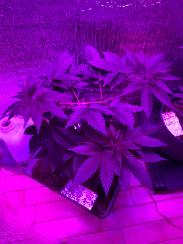 OG Kush — vegetative, day 1