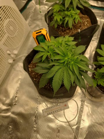 Grow #2