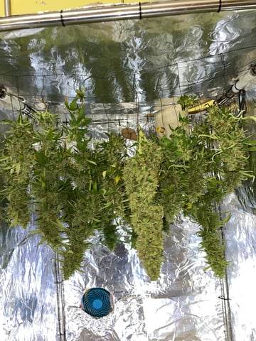 2nd Grow Ever — harvest, day 81