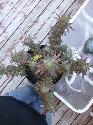 Lsd25, Dosido,GDP All Autos.