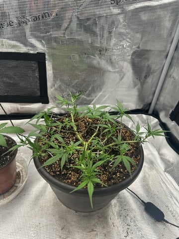 strawberry gorilla  — flower, day 22