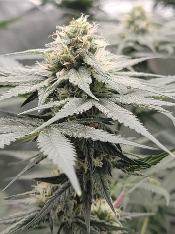 my first grow — flower, day 73