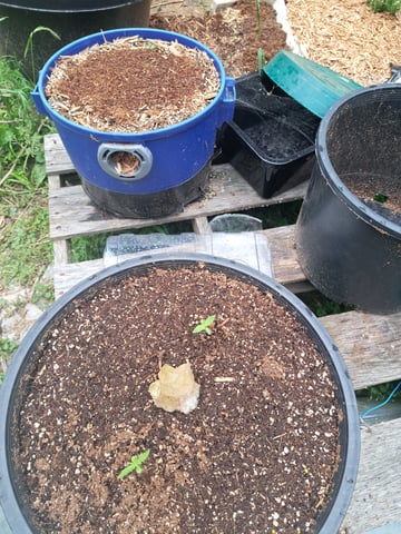 Bucket List Grow #2 — seedling_rooting, day 9