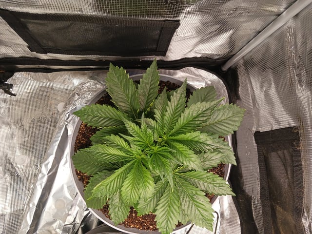 Gorilla Sherbert Feminized From Blimburn Seeds  — vegetative, day 21