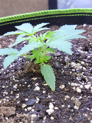 auto  — seedling_rooting, day 18