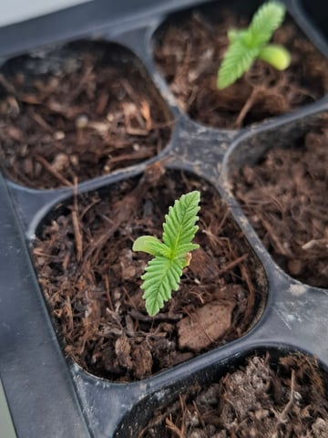 Trial — seedling_rooting, day 13