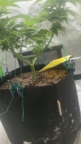 Critical Purple Kush — vegetative, day 78