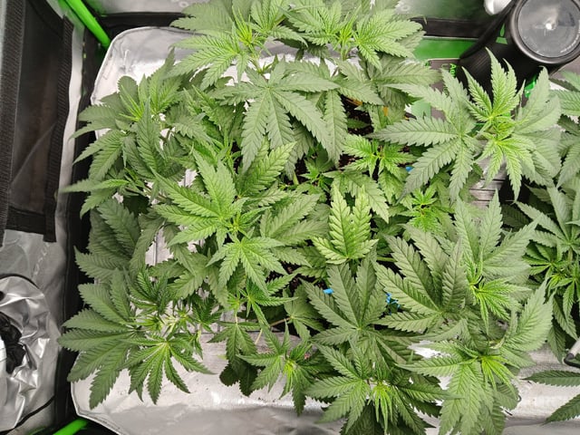 fruity pebbles, cap junky — vegetative, day 50