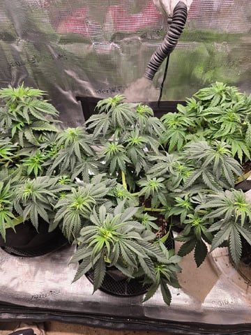  1 Blue Zushi x Venom & 1 Jack Here x Strawberry Cookies OG — vegetative, day 39