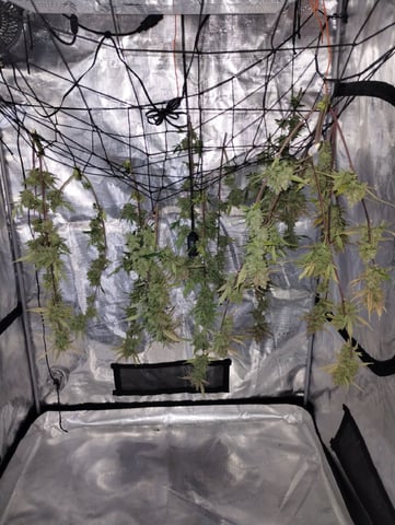 Round 2🥊 — harvest, day 93