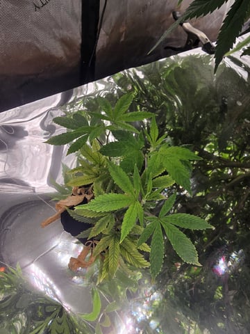 Glookies by Barneys Farm — flower, day 40