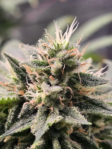 First grow — flower, day 103