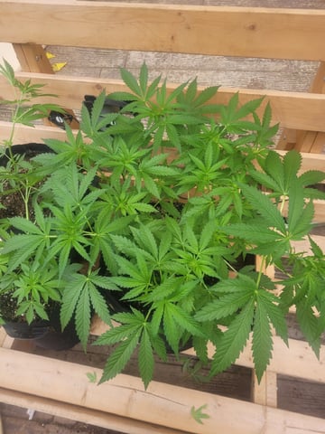 Clones And Hermie Seeds