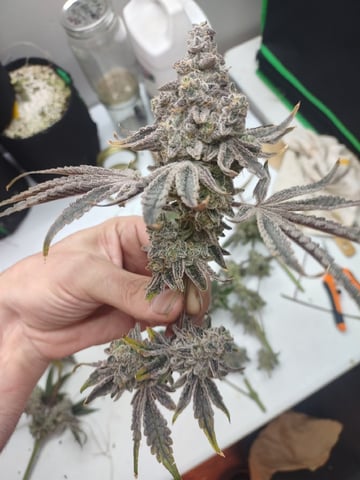 Mainely Genetics Micro Pheno Hunt