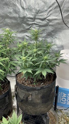 420 Fast Buds  — flower, day 53