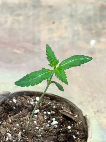 First ever grow — seedling_rooting, day 17