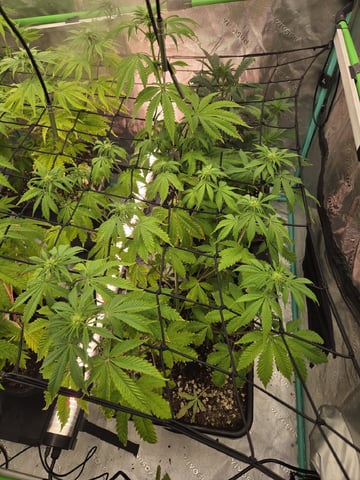 spring indoor 2026 — flower, day 19