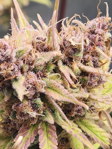 Another round of Mephisto Genetics from Schoolyard Crush and Do-si-delirium drops. — flower, day 85