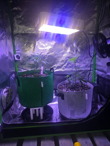 FIRST GROW — vegetative, day 13