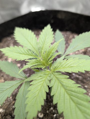 Cinderella 99 — vegetative, day 19