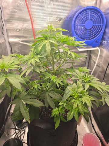 Northern lights #10 2nd plant (Selkies) — vegetative, day 38