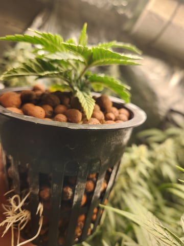 Sour Diesel (started Aug 30th 2025) — vegetative, day 17