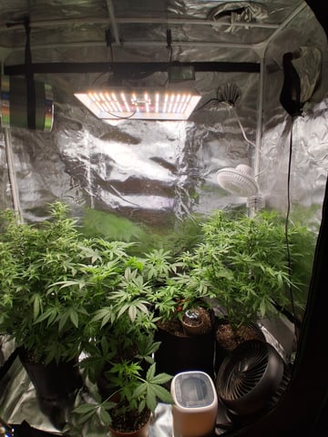 My Girls — flower, day 36