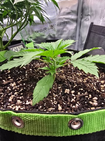 Gorilla Cookies auto  — vegetative, day 14