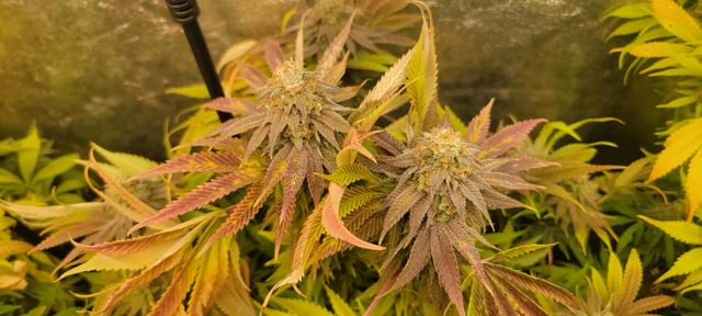 $chooners Grow — flower, day 36