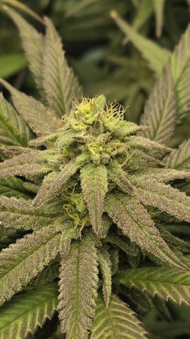 Strawberry Sugar  — flower, day 92