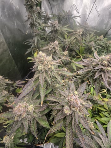 MAIN ROOM — flower, day 70