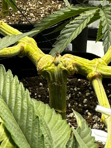 XJ-13 x Pennywise — vegetative, day 30